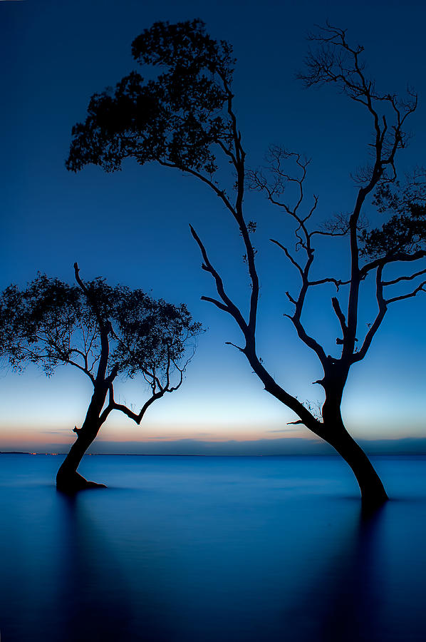 Dancing Mangroves Photograph by Robert Charity