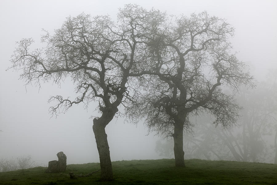 Nature Photograph - Dancing Oaks In Fog - Central California by Ram Vasudev