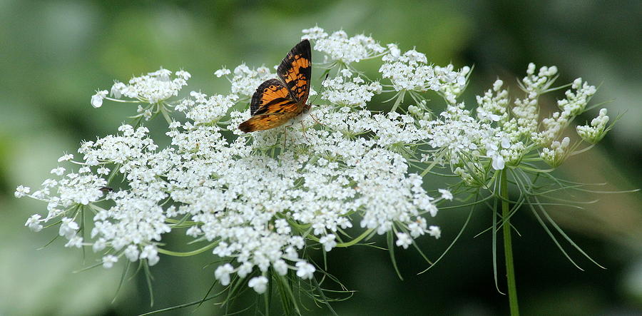 Butterfly Photograph - Dancing on Queen Annes Lace by Rosanne Jordan
