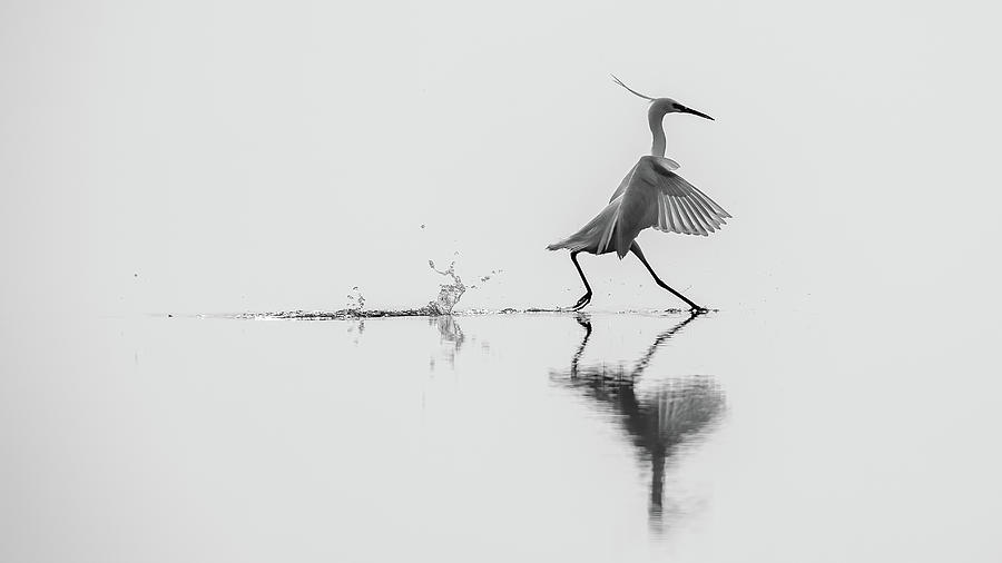 Feather Photograph - Dancing On The Water by Mauro Rossi