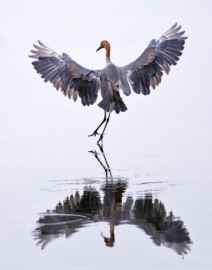 Egret Photograph - Dancing on Water by Robert Jensen