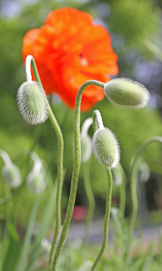 Poppy Photograph - Dancing Orange Poppy Flower Pods by Jennie Marie Schell