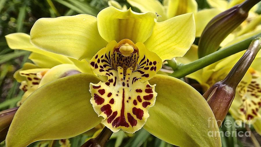 Dancing Orchid Photograph by Cheryl Cutler