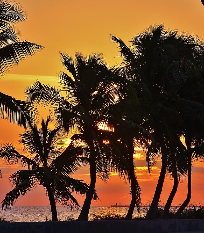 Dancing Palms Photograph by Janice Vaughn - Fine Art America