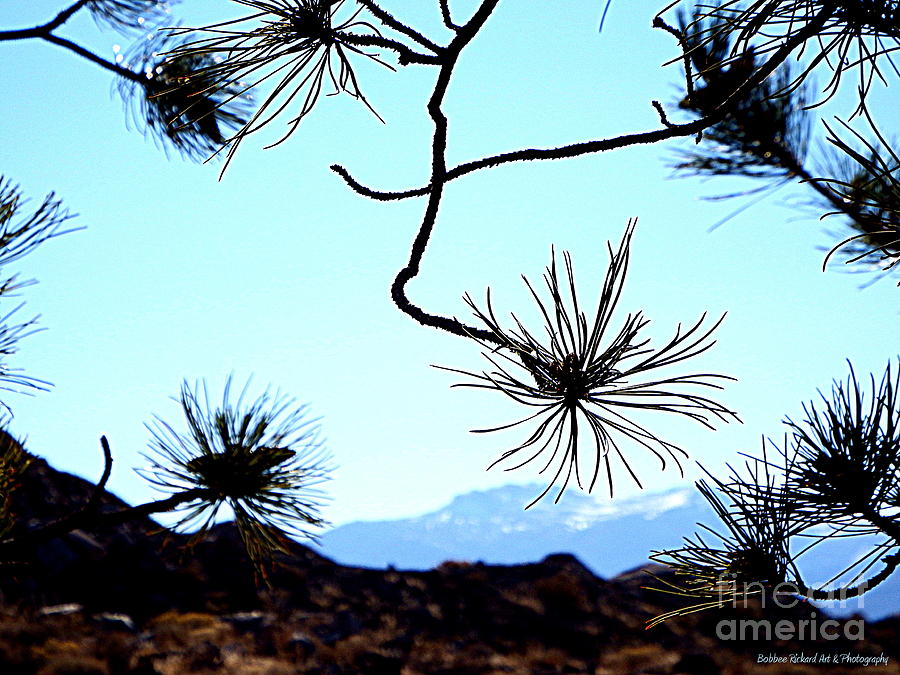 Reno Photograph - Dancing Pine  by Bobbee Rickard