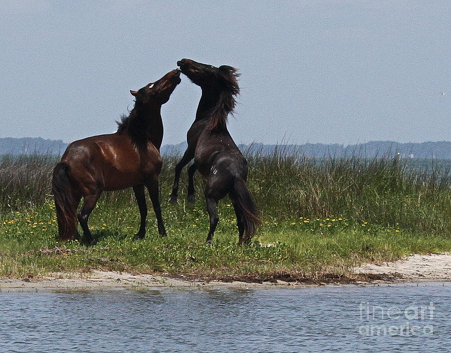 Horse Photograph - Dancing Ponies by Cathy Lindsey