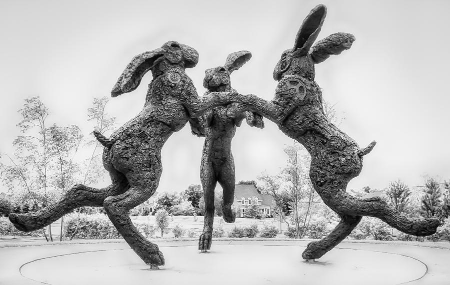 Dancing Rabbits Photograph by Richard Marquardt - Fine Art America