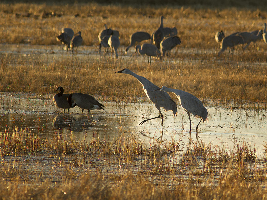 Dancing Sandhill Cranes Photograph by Jean Noren