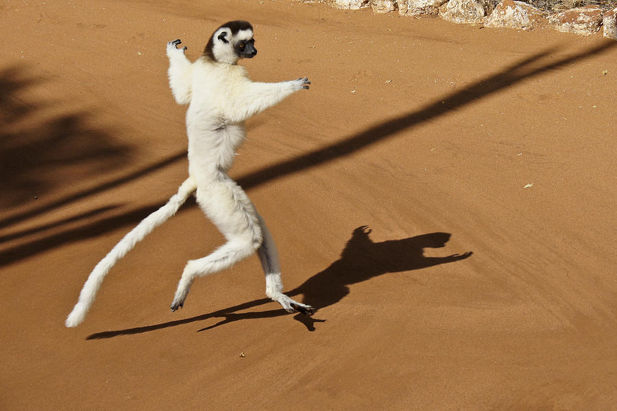 Dancing Sifaka 1 Photograph by Michele Burgess