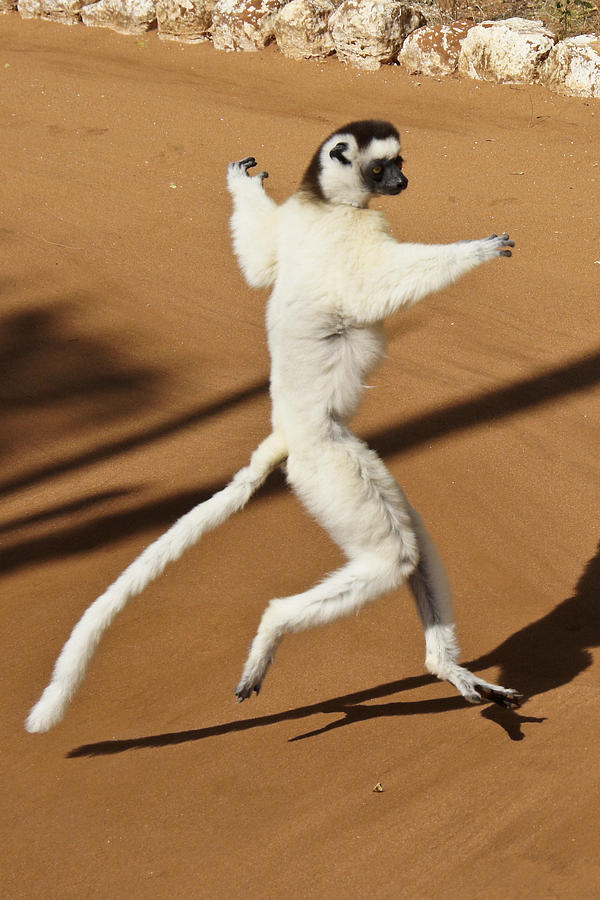 Dancing Sifaka 2 Photograph by Michele Burgess