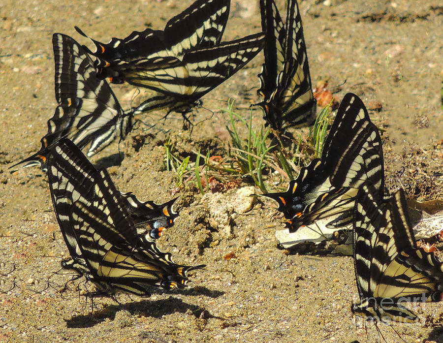 Dancing Swallowtails Digital Art by L J Oakes