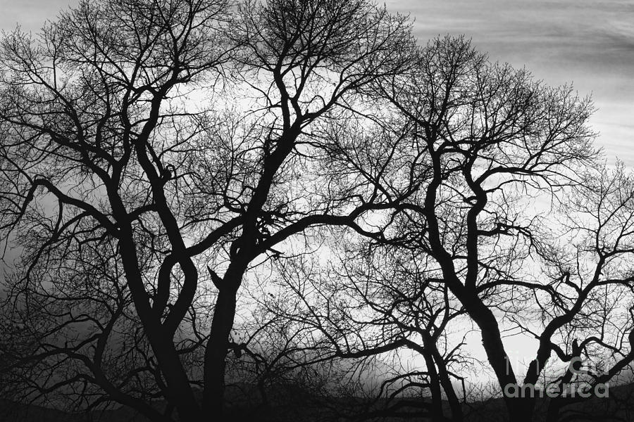 black and white tree photography