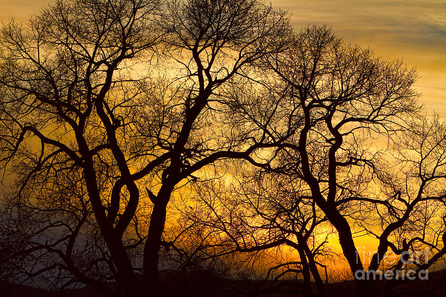 Dancing Trees Golden Sunset Photograph by James BO Insogna