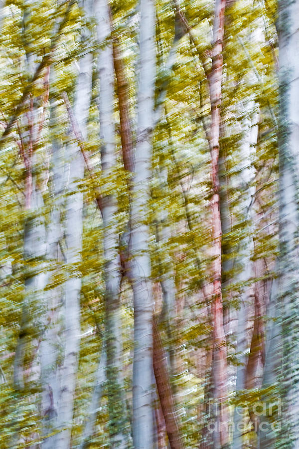 Dancing Trees I Photograph