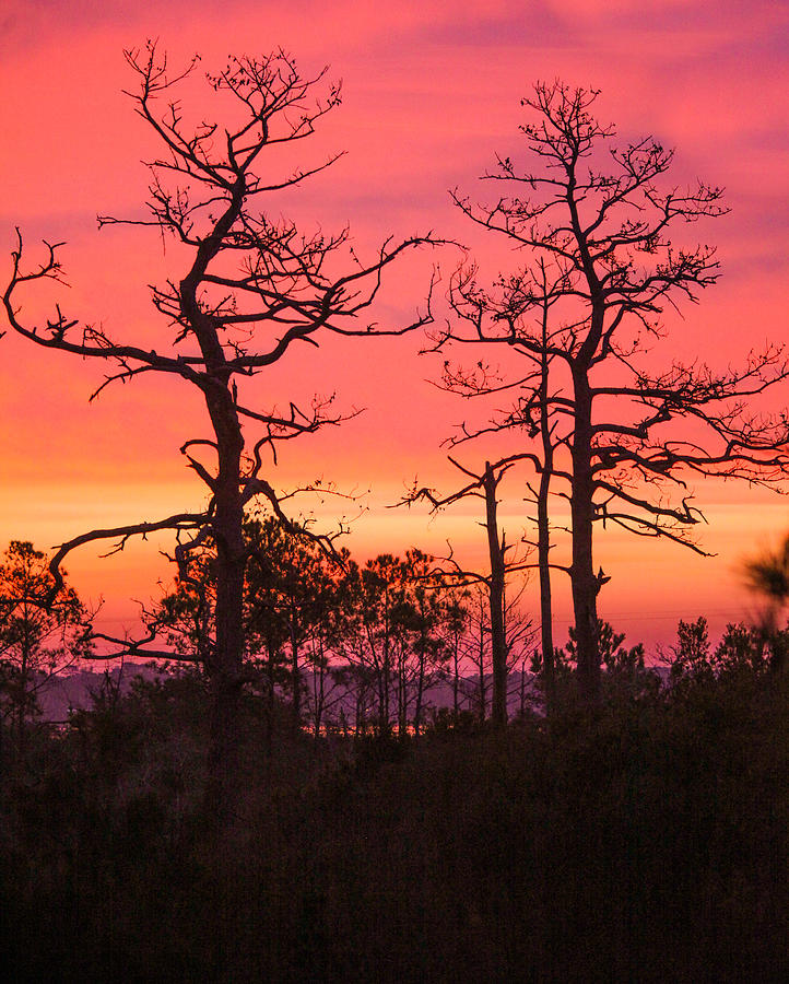 Dancing Trees Into The Fire Photograph by Paula OMalley