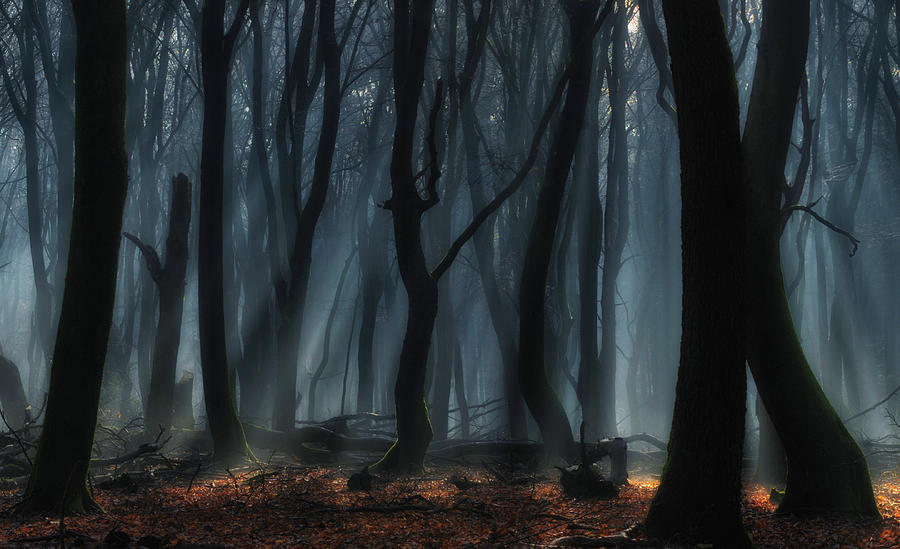Landscape Photograph - Dancing Trees by Jan Paul Kraaij