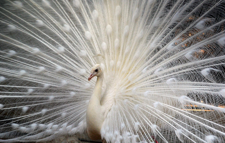 White Peacock Photograph - Dancing White Peacock by Devendra Dube