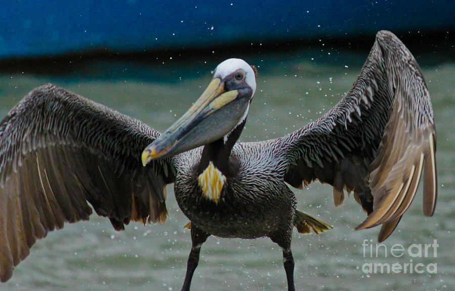 Pelican Photograph - Dancing With A Pelican by Diana Black