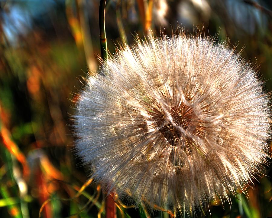 Dandelion 15780 Photograph by Jerry Sodorff