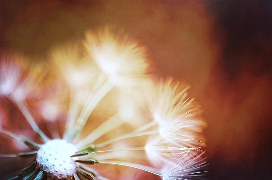 Nature Photograph - Dandelion - Fire by Marianna Mills