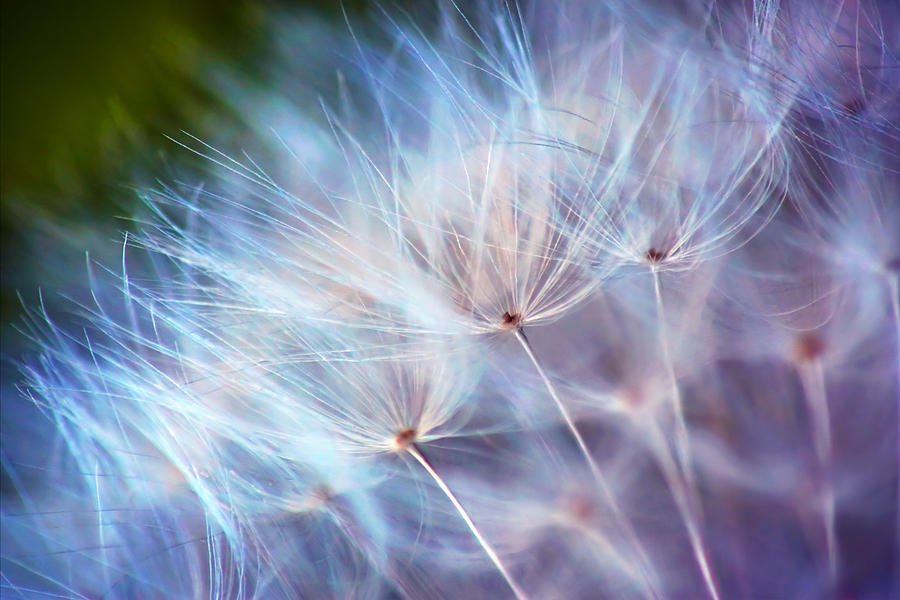 Nature Photograph - Purple Wisp by Damon Clarke Nature Photograph - Purple Wisp by Damon Clarke