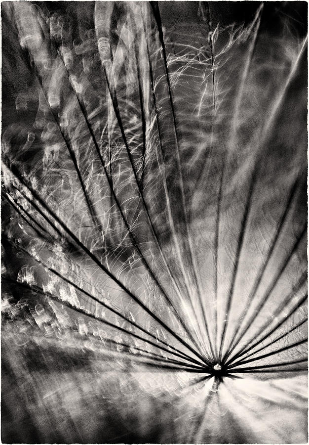 Dandelion abstract Photograph by Peter V Quenter