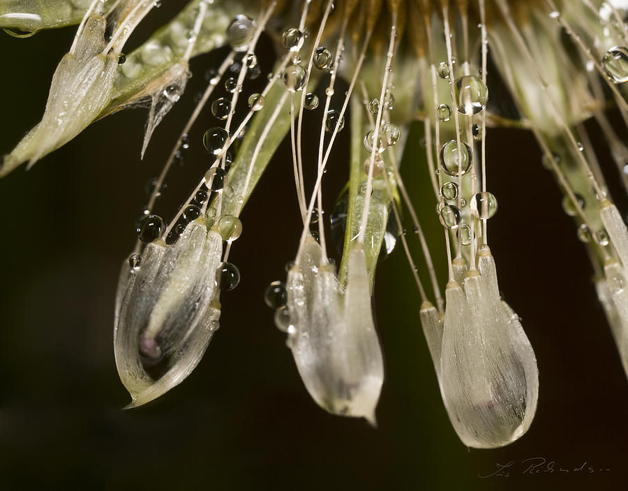 Flowers Still Life Photograph - Dandelion after Rain by Iris Richardson