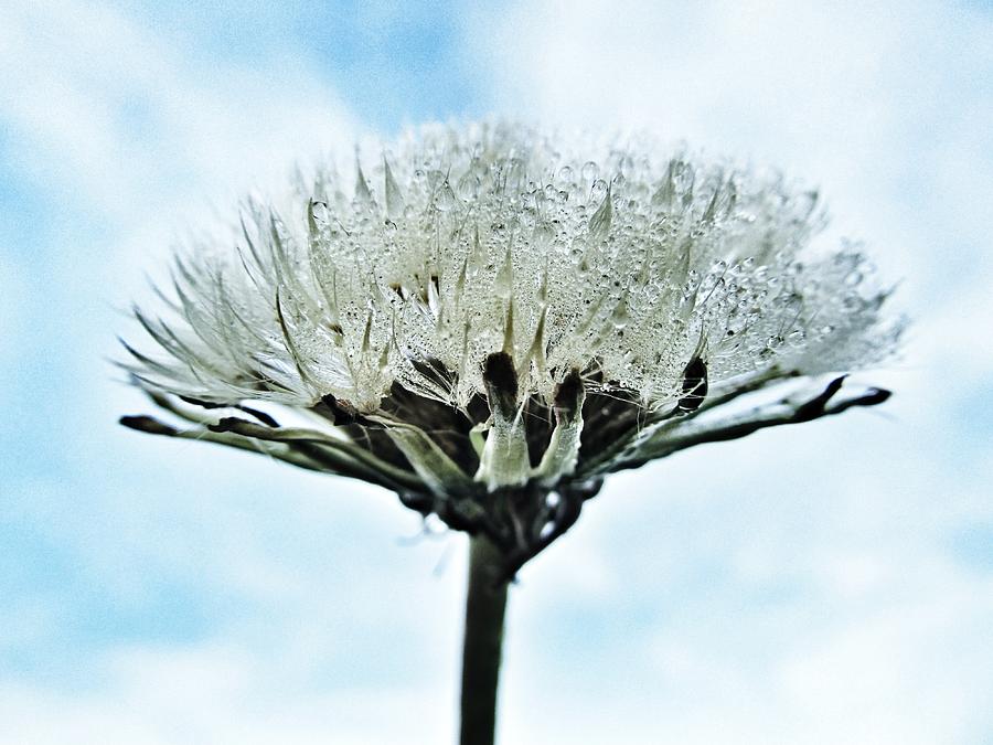 Nature Photograph - Dandelion after Rain by Marianna Mills