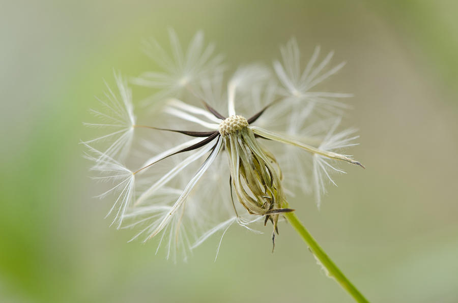 Nature Photograph - Dandelion Alone by Julie Wynn