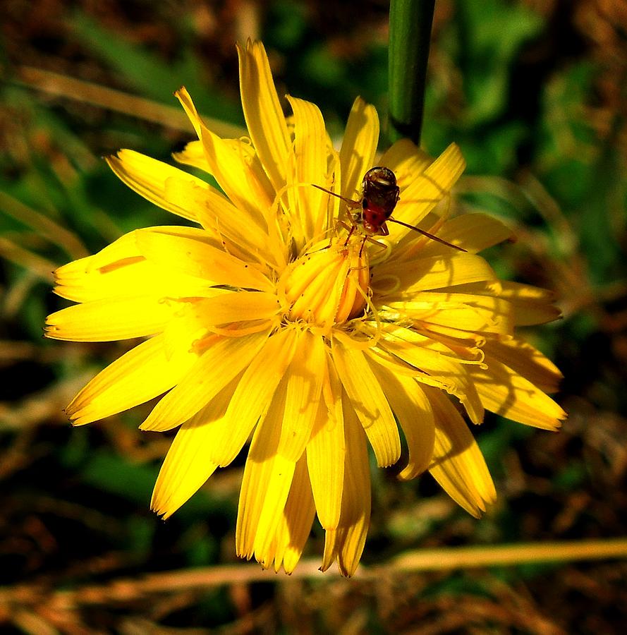 Dandelion and Bug Photograph by Pete Trenholm