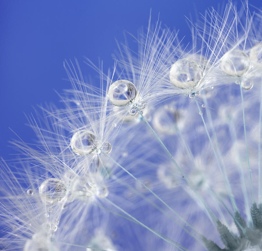 Dandelion and dew drops - Abstract Macro like alien landscape Photograph by Kerrick