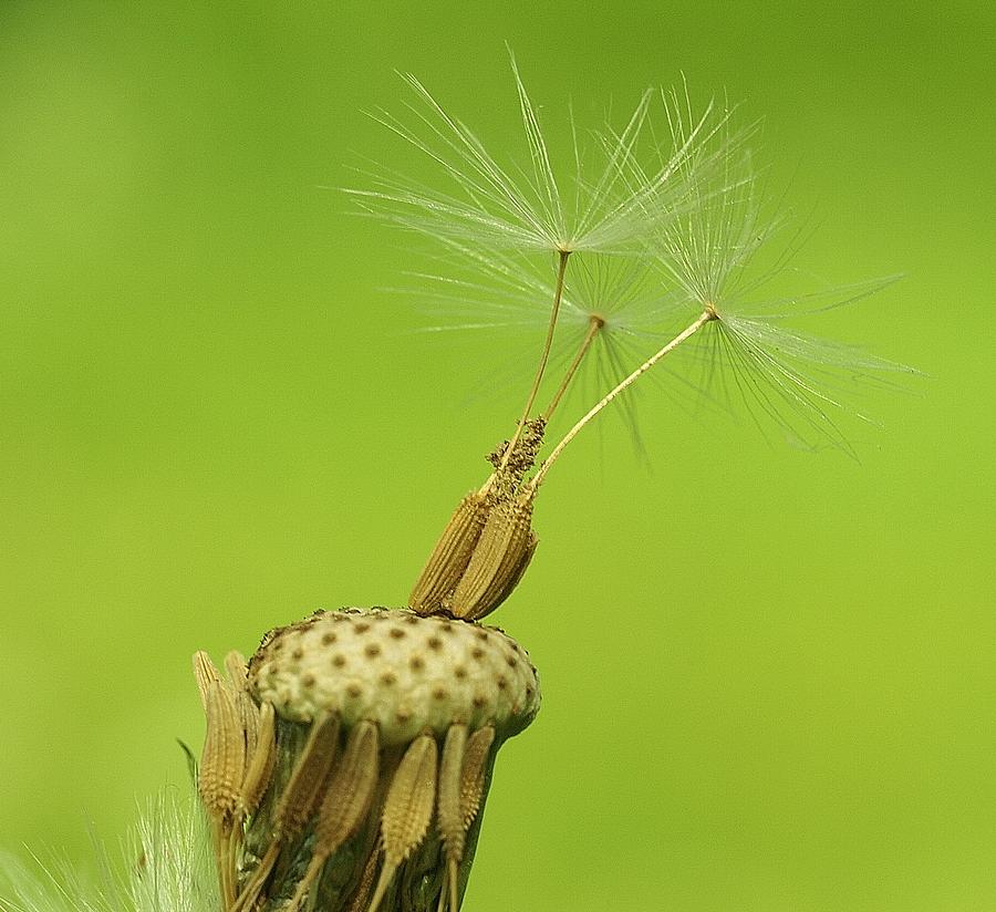 Nature Photograph - Dandelion by Ann Dithmer