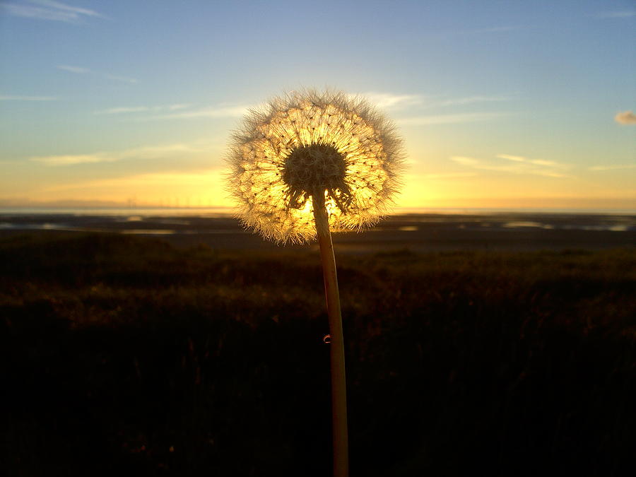 Dandelion at sunset Photograph by Steve Kearns