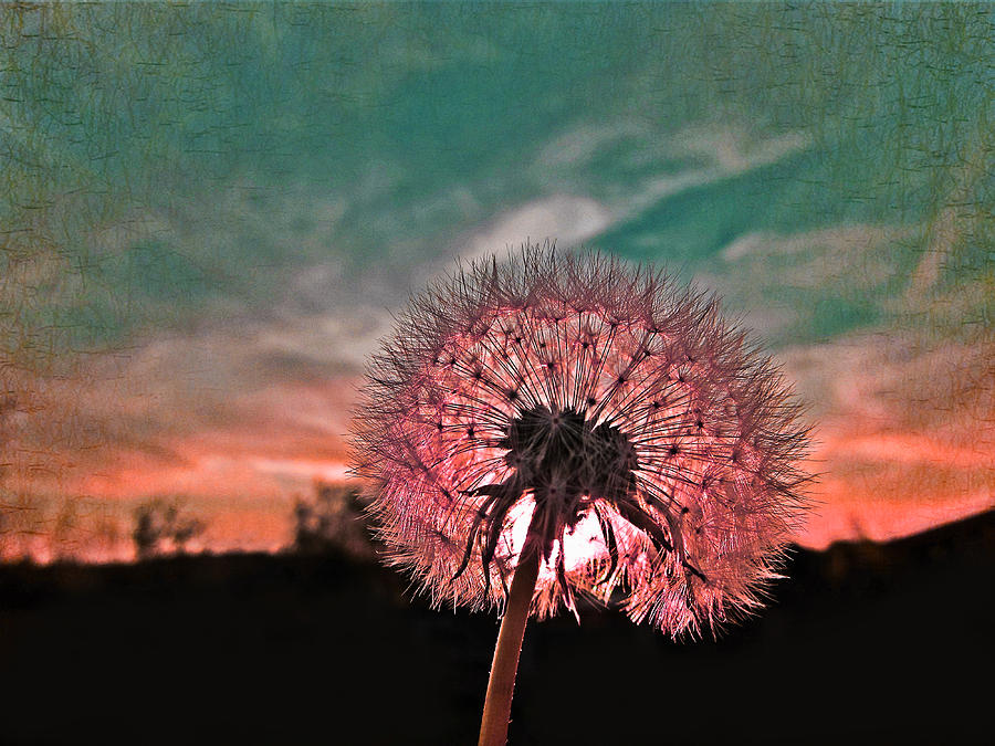 Dandelion at Sunset Photograph by Marianna Mills