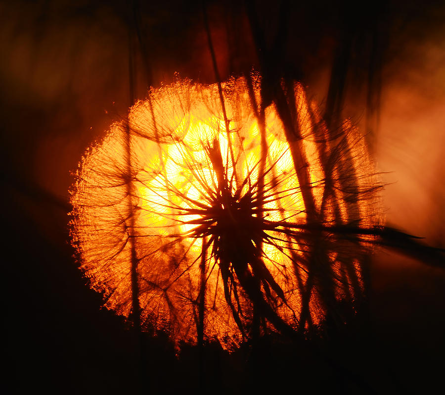 Dandelion at Sunset Photograph by Steve Somerville