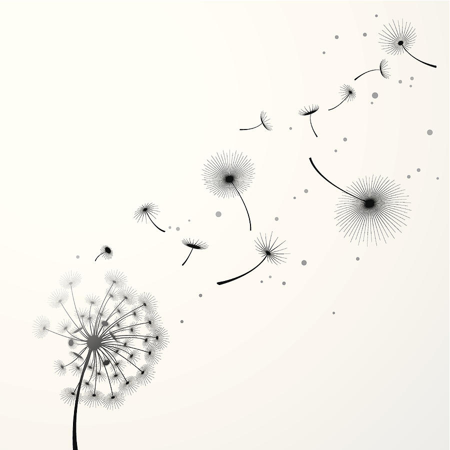 Dandelion Background Drawing by Buildup