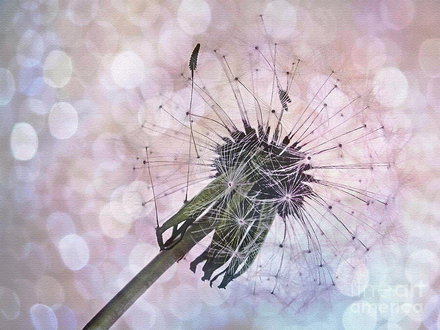 Nature Photograph - Dandelion before Pretty Bokeh by Kaye Menner