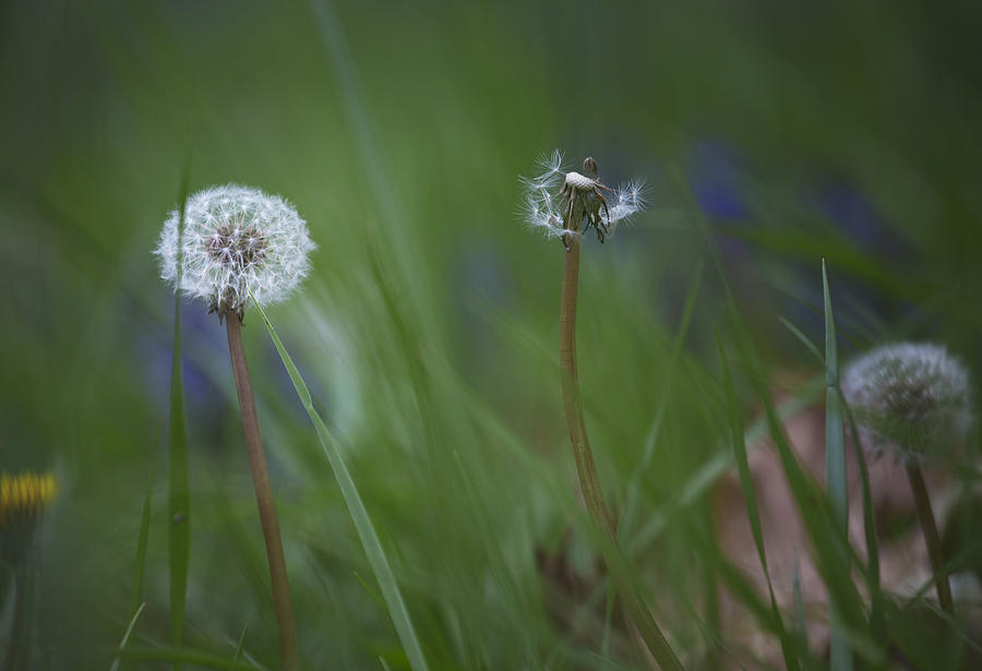 Dandelion Photograph by Belinda Greb