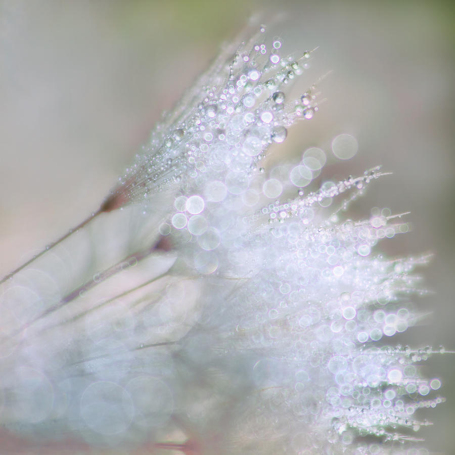Flower Photograph - Dandelion Bling Bokeh by Peggy Collins