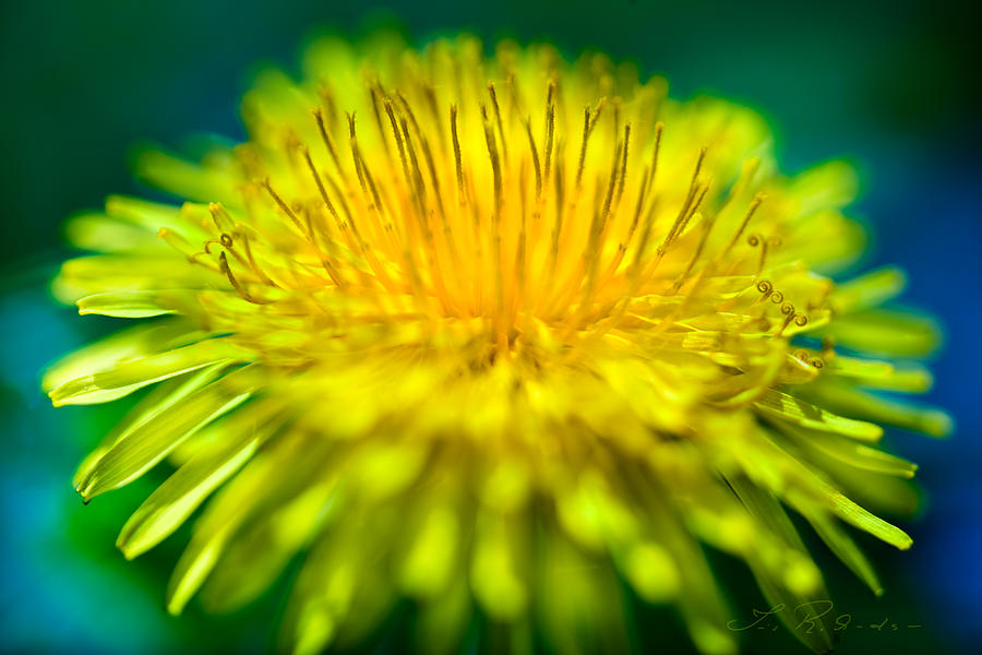 Taraxacum Photograph - Dandelion Bloom by Iris Richardson Taraxacum Photograph - Dandelion Bloom by Iris Richardson