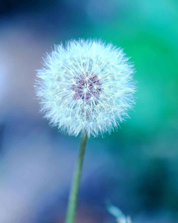 Dandelion Blue Photograph by Elizabeth Budd