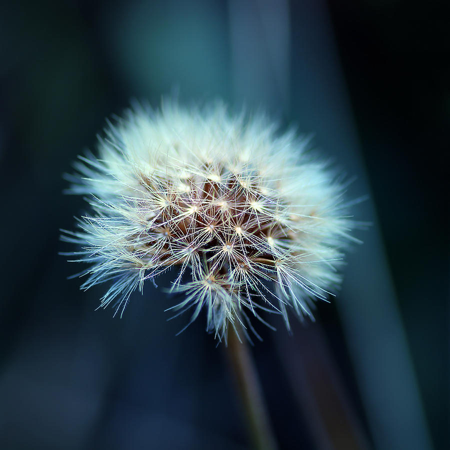 Nature Photograph - Dandelion by Bronislava Vrbanova