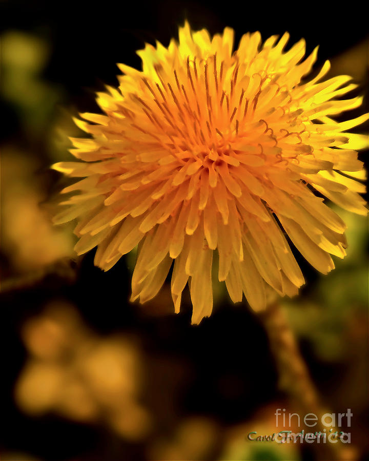 Dandelion Gold Flower Wall Decor Photograph by Carol F Austin - Fine ...