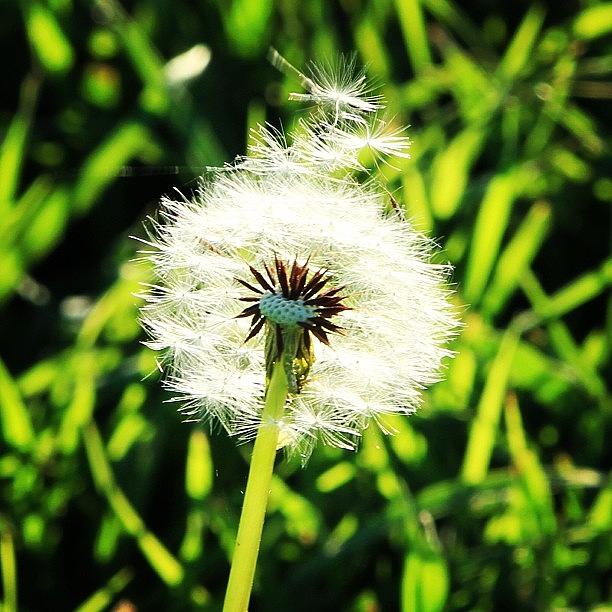 Nature Photograph - #dandelion #clock #grass #farm #garden by Lana Houlihan