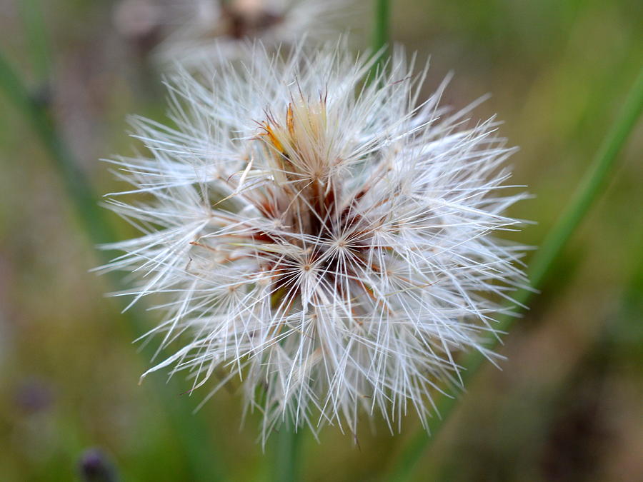 Dandelion Clock Photograph by Bishopston Fine Art - Pixels