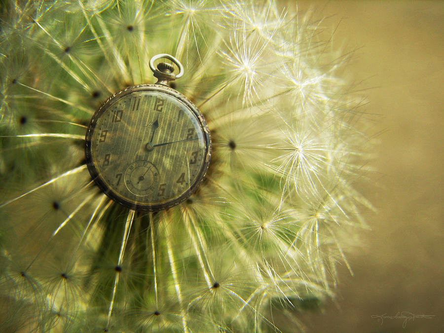 Dandelion Clock Photograph by Karen Casey-Smith
