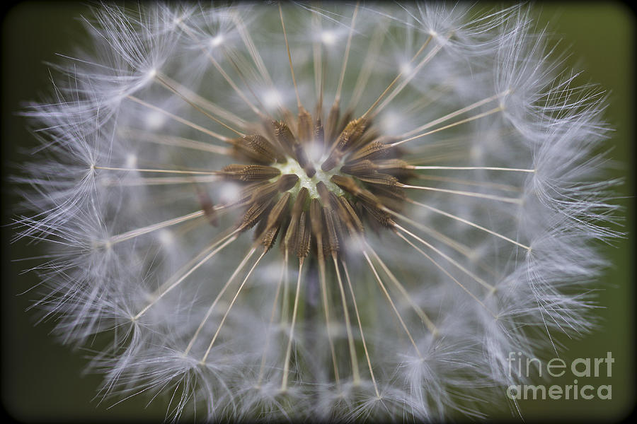 Dandelion clock - seeds. Photograph by Clare Bambers