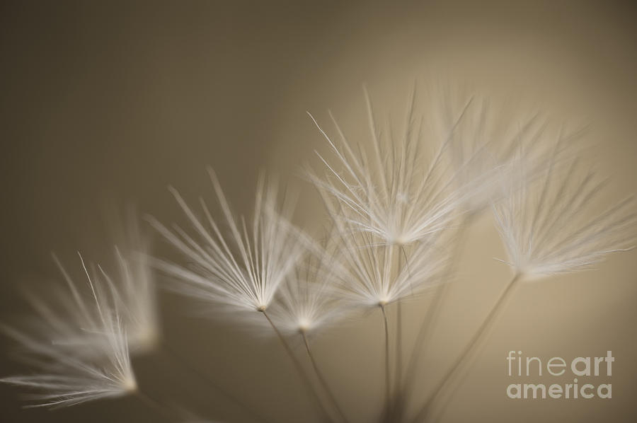 Dandelion close-up view backlit Photograph by Jim Corwin