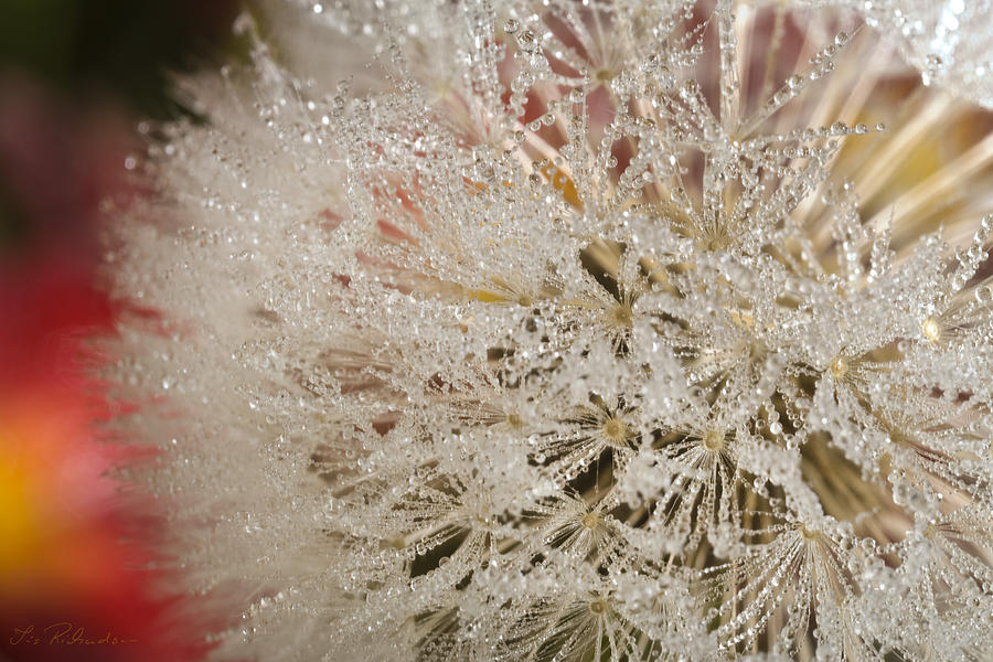 Dandelion Crystals Photograph by Iris Richardson