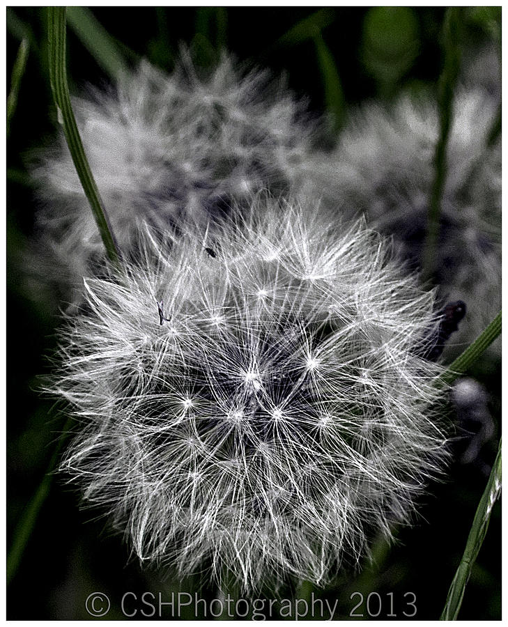Flowers Still Life Photograph - Dandelion by CSH Photography